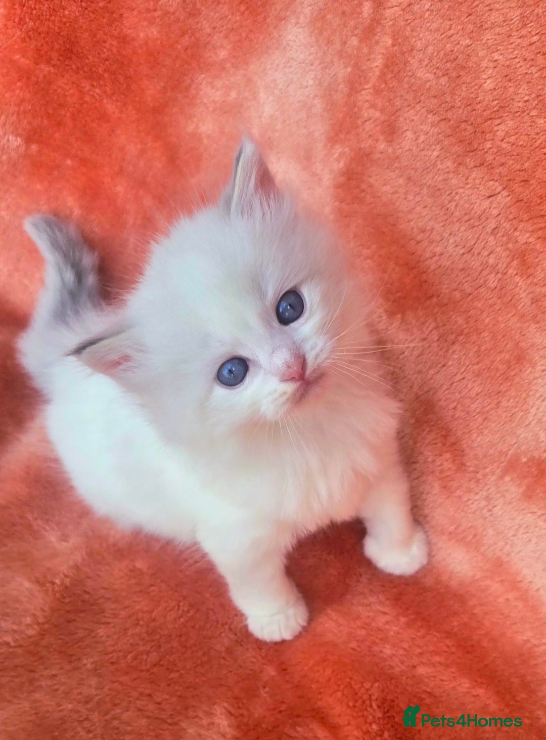 Ragdoll cats for sale:  4 Ragdoll kittens looking for loving homes - Image 5