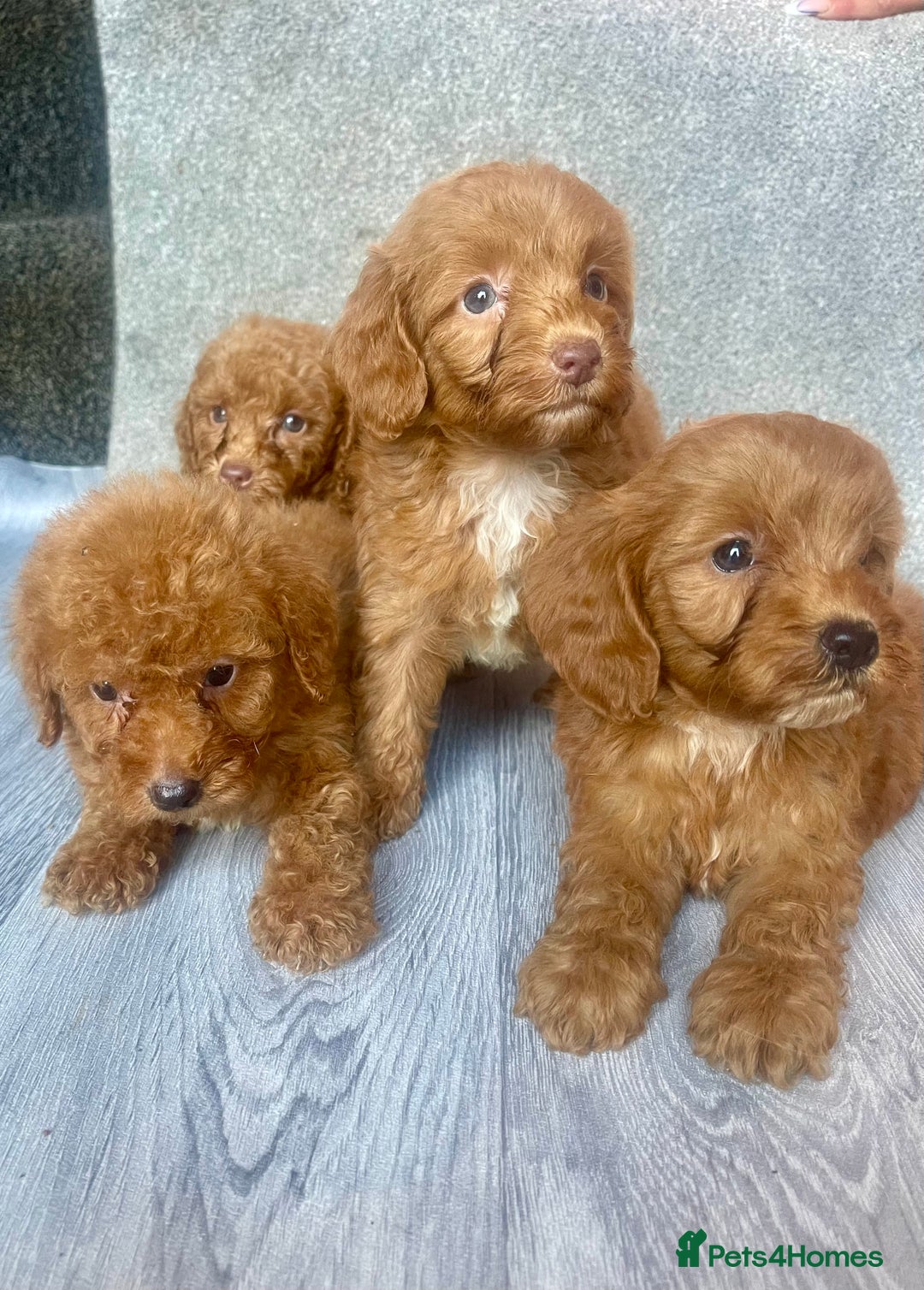Cavapoo dogs for sale: RED CAVAPOO’S - Image 1