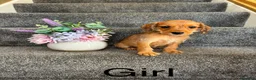 Doxiepoo dogs for sale: Doxiepoo Puppies Ready Now - Advert 5