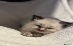 Ragdoll cats for sale: Ragdoll mix kittens (Only 1 Boy Left) - Image 8