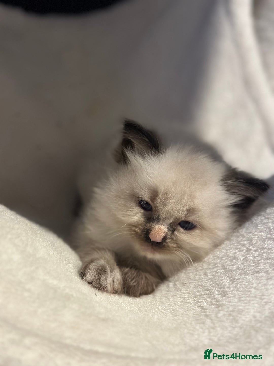 Ragdoll cats for sale: Ragdoll mix kittens (Only 1 Boy Left) - Image 8