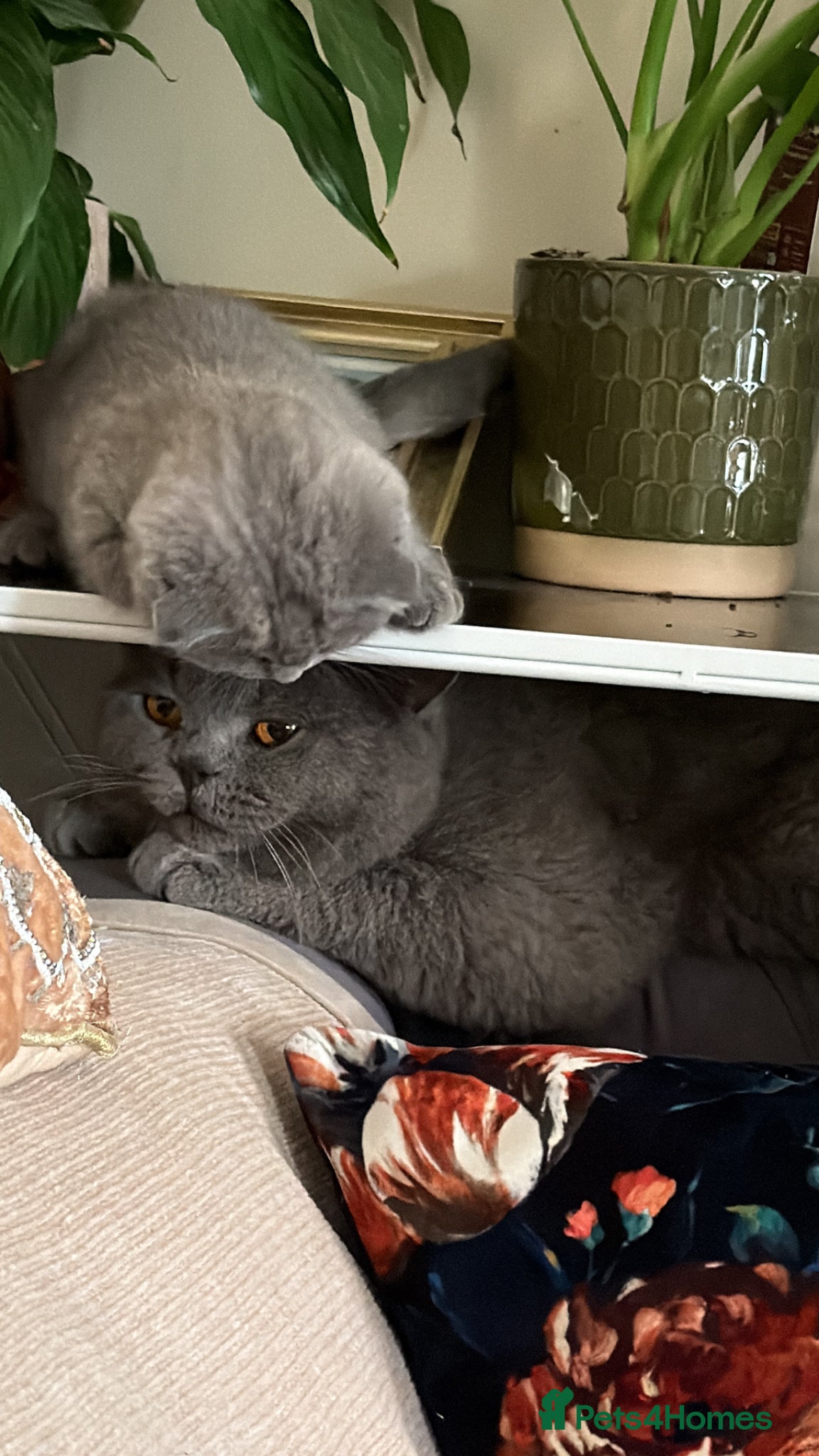 British Shorthair cats Adorable Kittens for Sale 🐾 - Advert 2