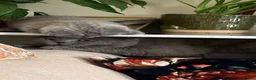British Shorthair cats for sale: Adorable Kittens for Sale 🐾 - Advert 2