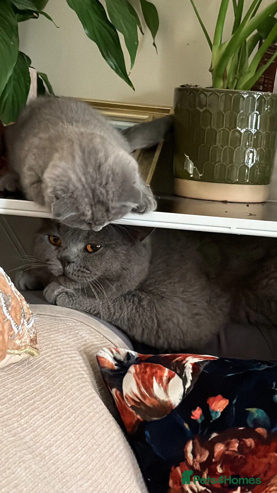 British Shorthair cats for sale: Adorable Kittens for Sale 🐾 - Advert 2