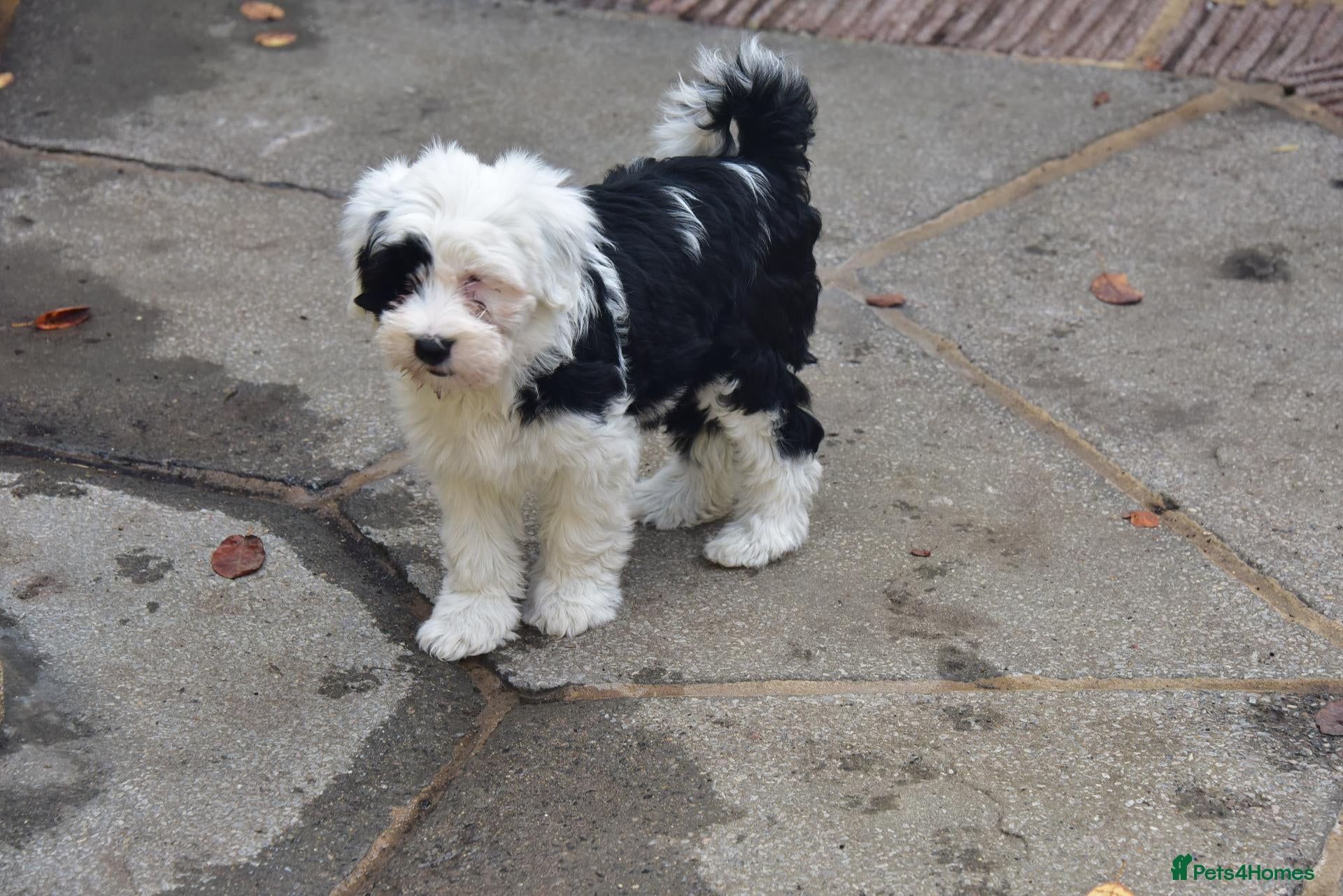 Tibetan Terrier dogs Super well reared puppy  - Advert 18