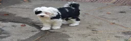 Tibetan Terrier dogs for sale: Super well reared puppy  - Advert 1
