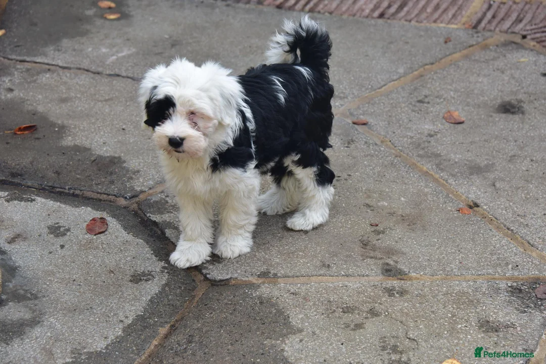 Tibetan Terrier dogs for sale: Super well reared puppy  - Advert 1