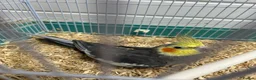 Cockatiels birds for sale: Mixed cockatiel 2 male 1 dna proven breeding pair  - Advert 10