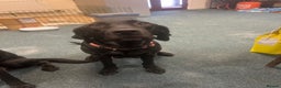 Labrador Retriever dogs for sale: Labrador retriever puppies for sale - Advert 4