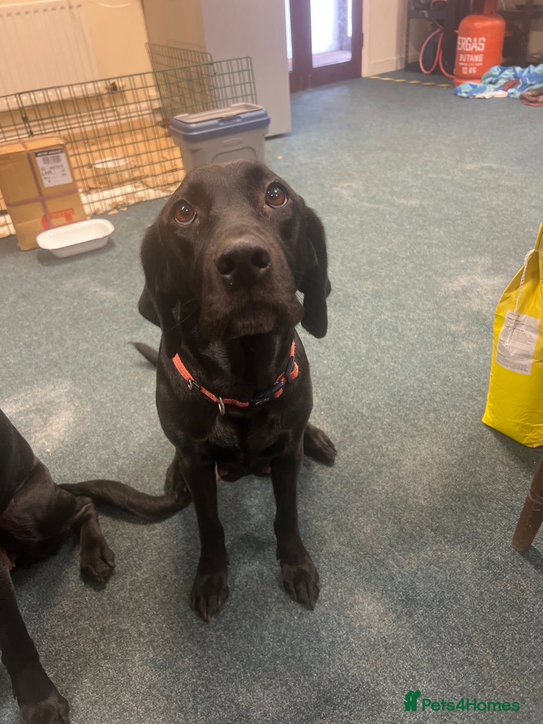 Labrador Retriever dogs for sale: Labrador retriever puppies for sale - Advert 4