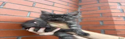 Maine Coon cats for sale: Mainecoon Kittens - Advert 3