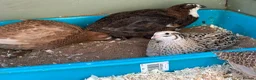 Quail poultry for sale: Different colours Coturnix Quail  - Advert 7