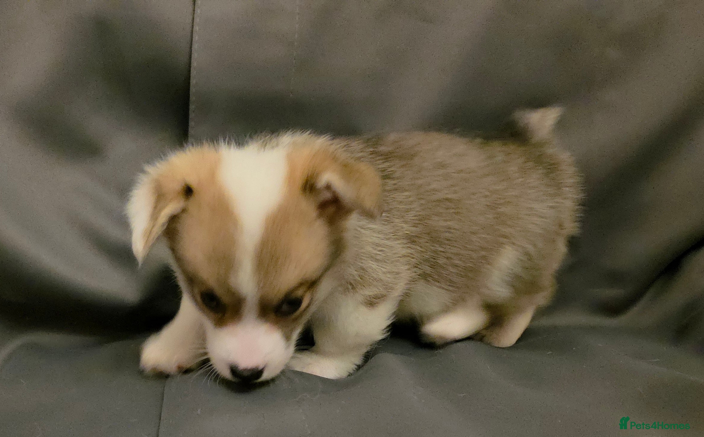 Welsh Corgi Pembroke dogs 33rd Generation KC Mixed Tail Pembroke Corgi Pups - Advert 2