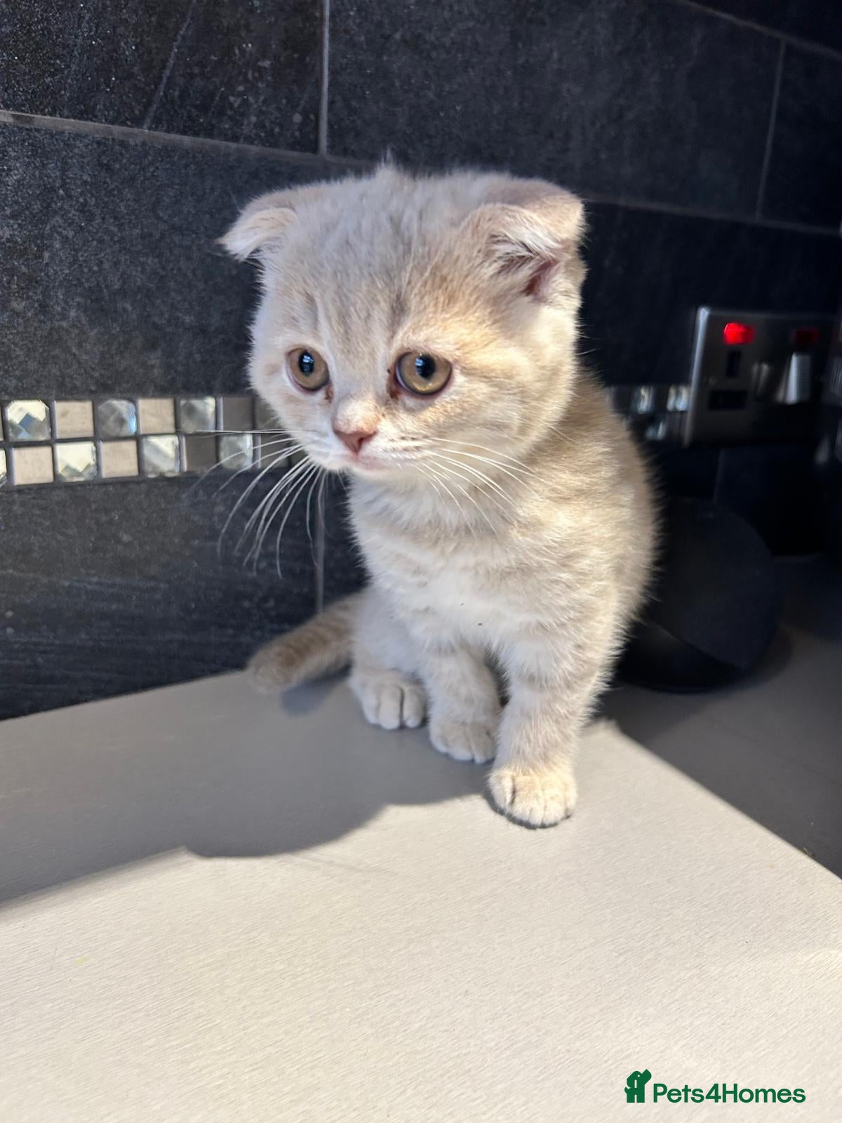 Scottish Fold cats Adorable Scottish Fold Kittens - Advert 1