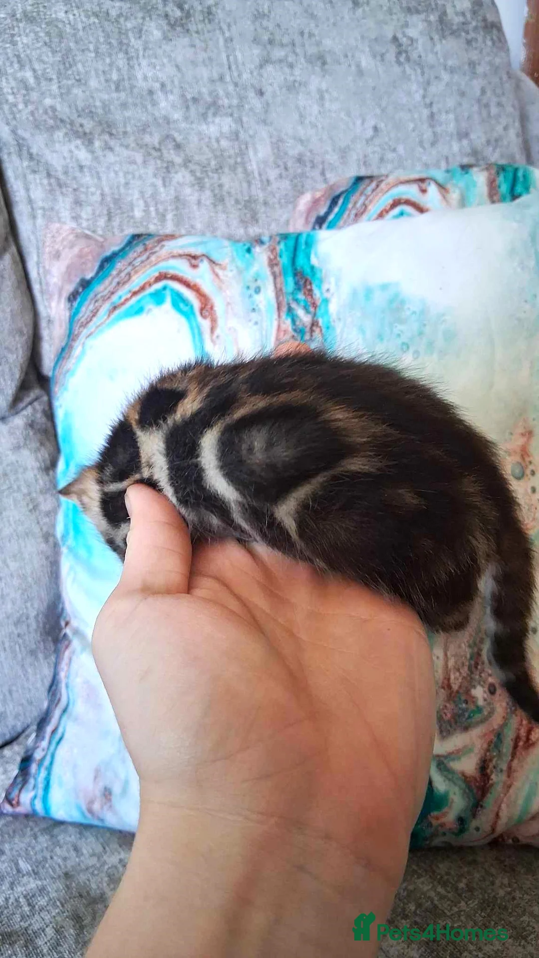 Bengal cats for stud: BLUE + SNOW CARRIER Silver Korea Import Clouded in Gateshead - Advert 13