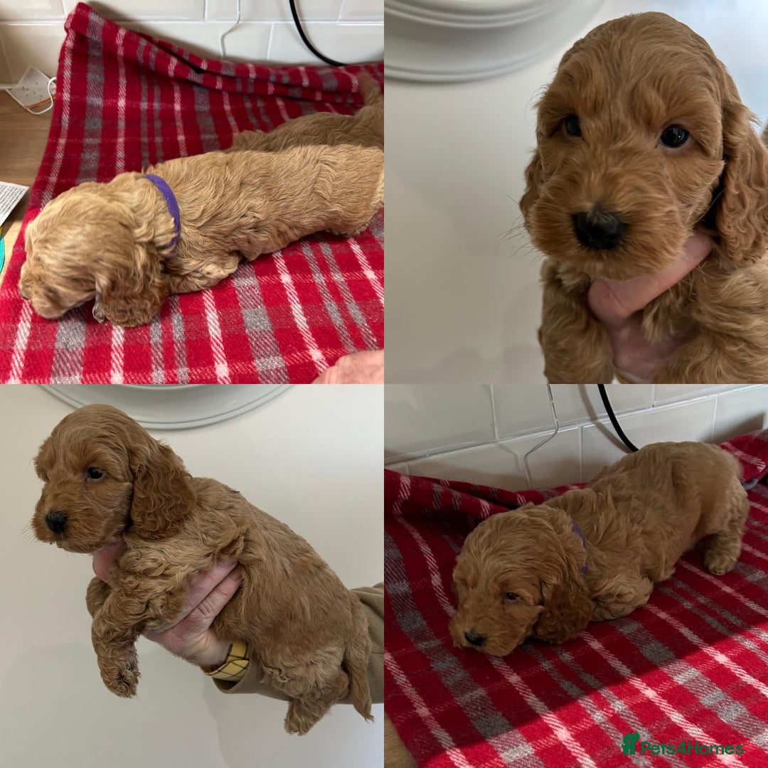 Cockapoo dogs for sale: F1 Miniature Cockapoo  - Advert 7