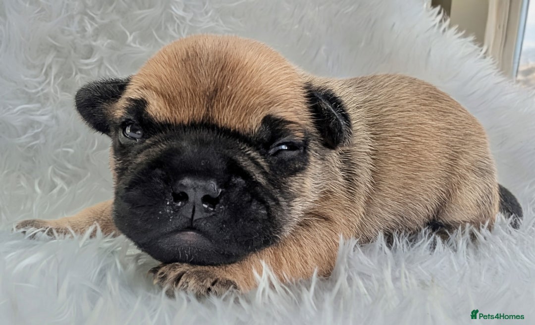 French Bulldog dogs for sale: Mixed (75%) French Bulldog Frenchie Puppies - Advert 12