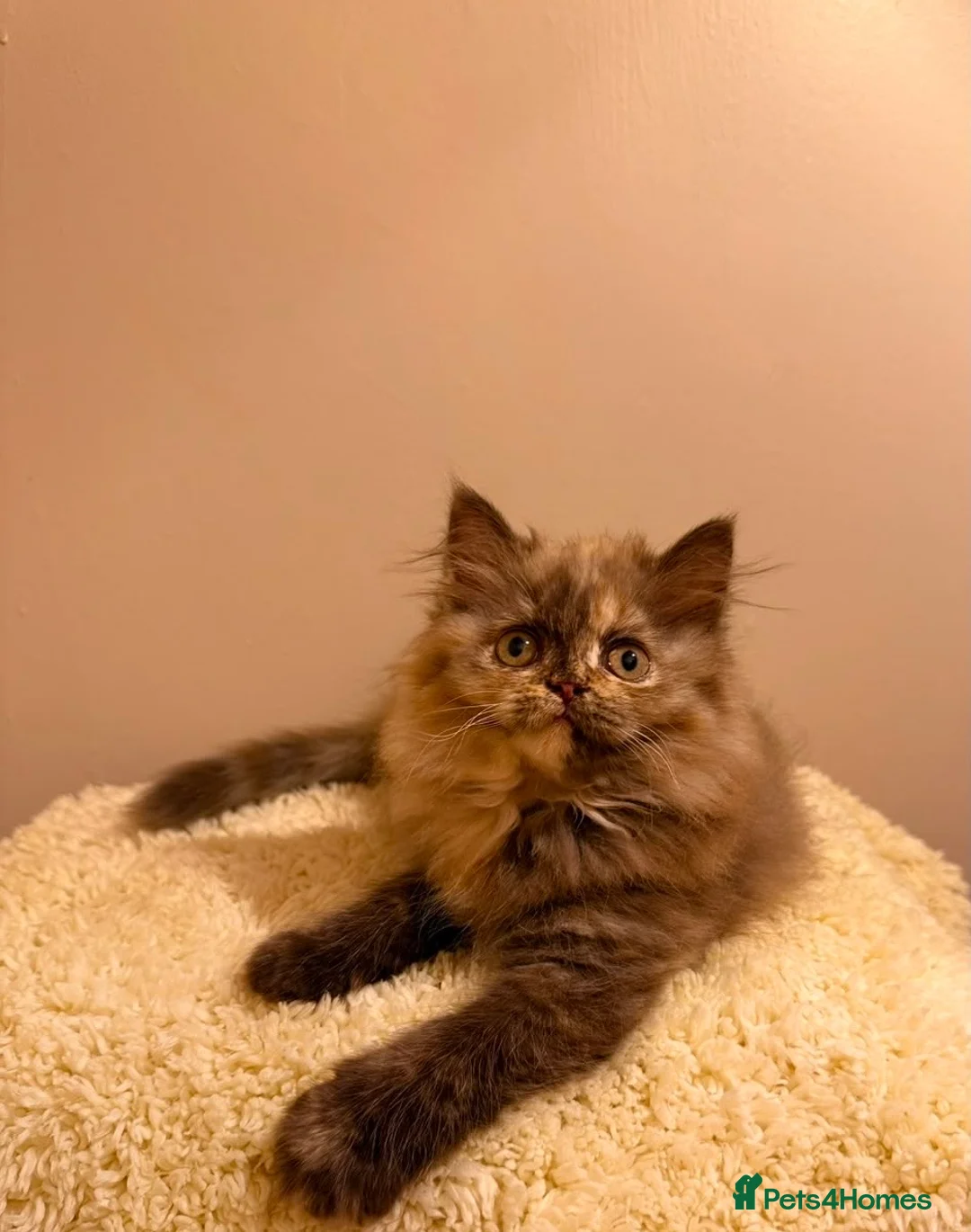 British Longhair cats for sale: Enchanting Chocolate British longhair female✨ - Advert 1