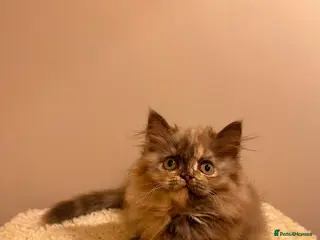 British Longhair cats Enchanting Chocolate British longhair female✨ - Advert 1