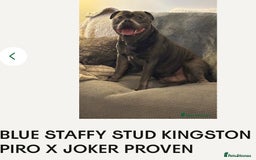 Staffordshire Bull Terrier dogs for sale: READY NOW KC STAFFORDSHIRE BULL TERRIER - Image 14