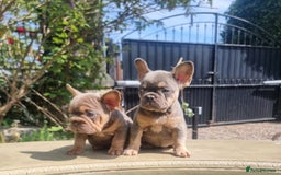 French Bulldog dogs for sale: Beautiful French bulldogs - Image 18