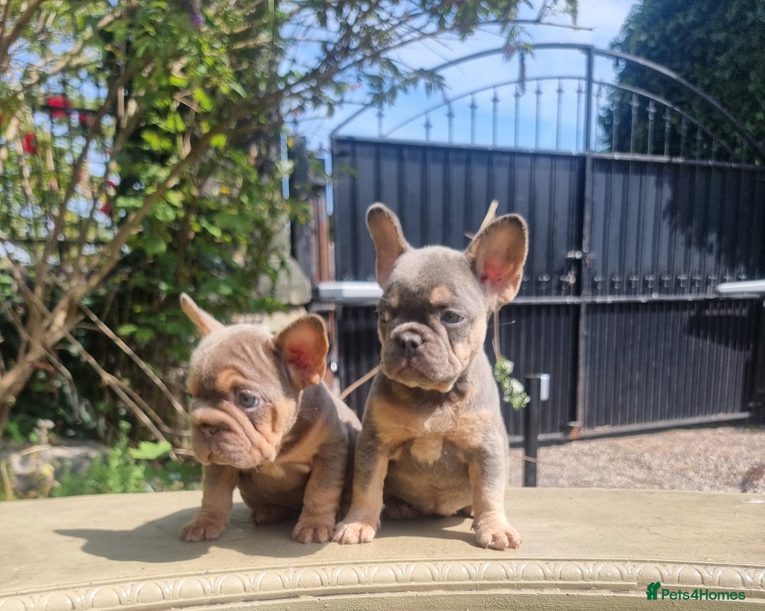 French Bulldog dogs for sale: Beautiful French bulldogs - Image 18