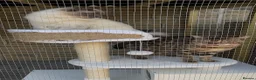 Bengal cats for stud: stunning glitter bengal stud  in Bradford - Advert 7
