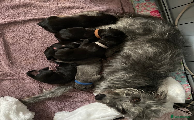Bedlington Terrier dogs - Advert 4