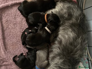 Bedlington Terrier dogs - Advert 8