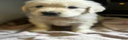 Golden Retriever dogs for sale: 9 exceptional Golden retriever  - Advert 18