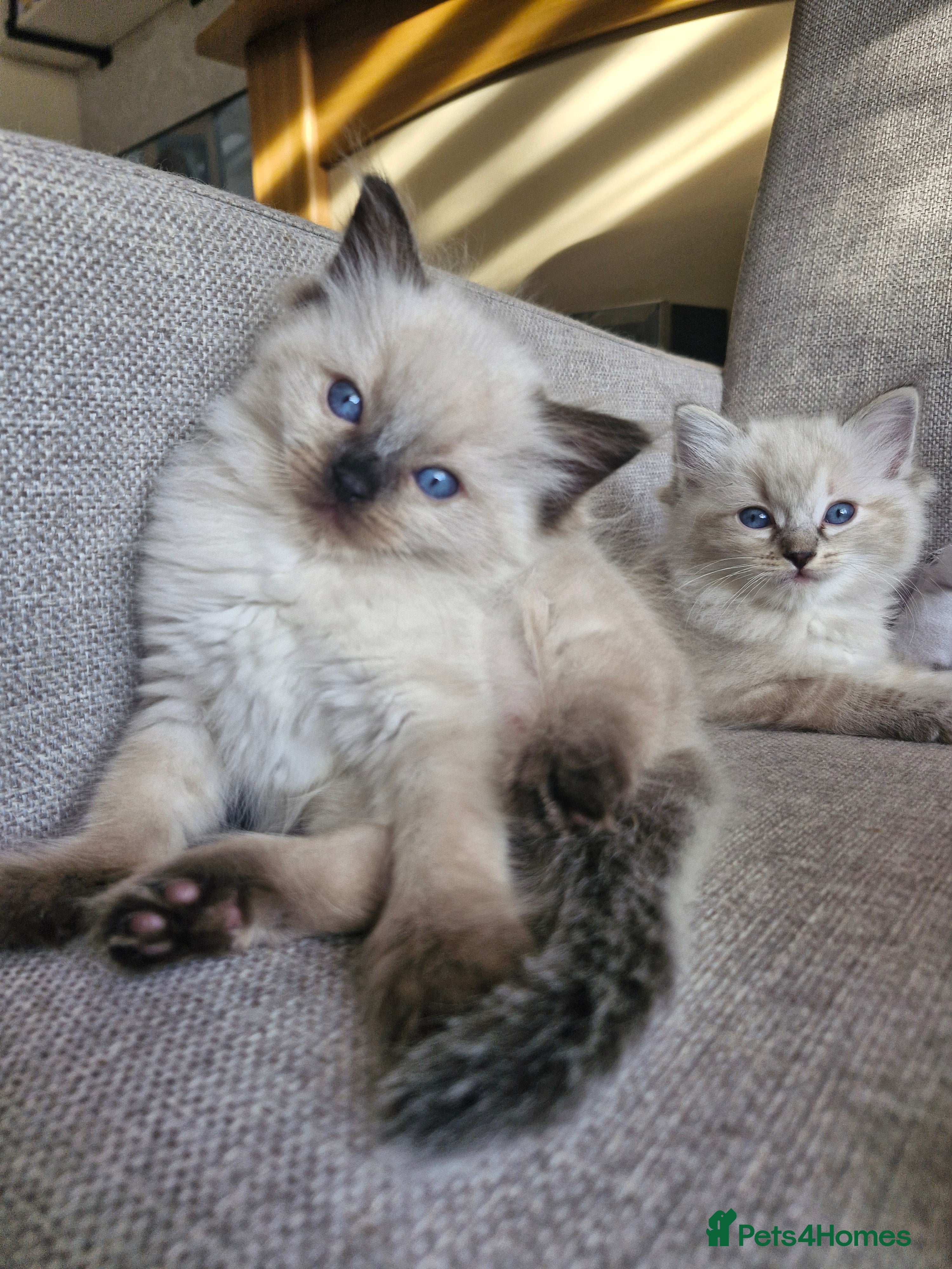 Ragdoll cats 💙Rare Lynx Point Purebred Ragdoll Kittens💙  - Advert 2