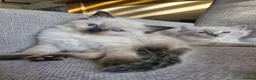 Ragdoll cats for sale: 💙Rare Seal Point Purebred Ragdoll Kitten💙  - Advert 8
