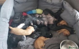 Cocker Spaniel dogs for sale: Cocker Spaniel Puppies for Sale - Image 3