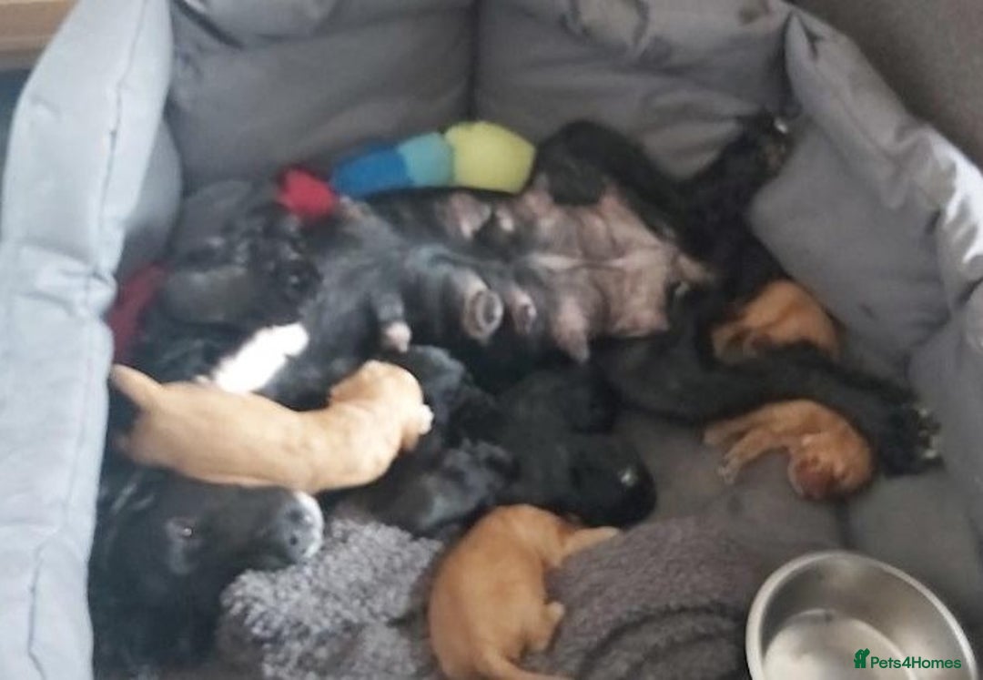 Cocker Spaniel dogs for sale: Cocker Spaniel Puppies for Sale - Image 3