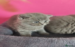 British Shorthair cats for sale: Stunning Teddy bear BSH kittens  GCCF  - Image 14