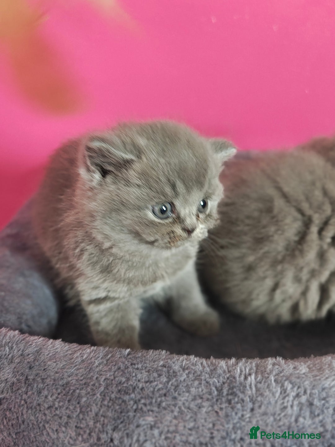 British Shorthair cats for sale: Stunning Teddy bear BSH kittens  GCCF  - Image 14