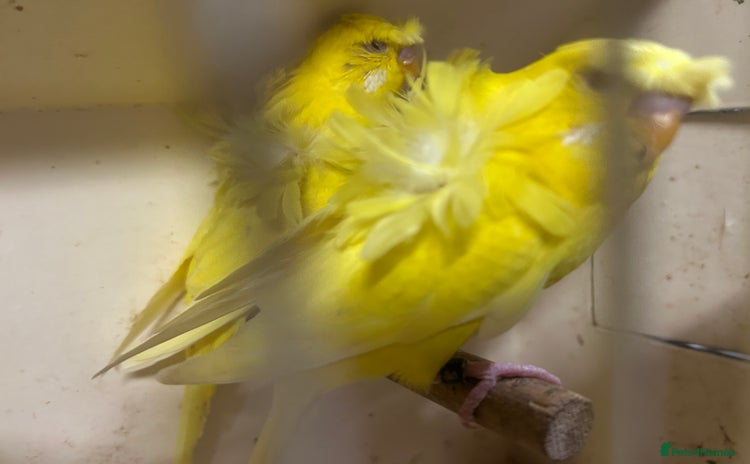 Budgerigars birds - Advert 17