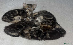 Brazilian Shorthair cats for sale: Kittens Breed From Brazilian Short Haired Mum  - Image 2