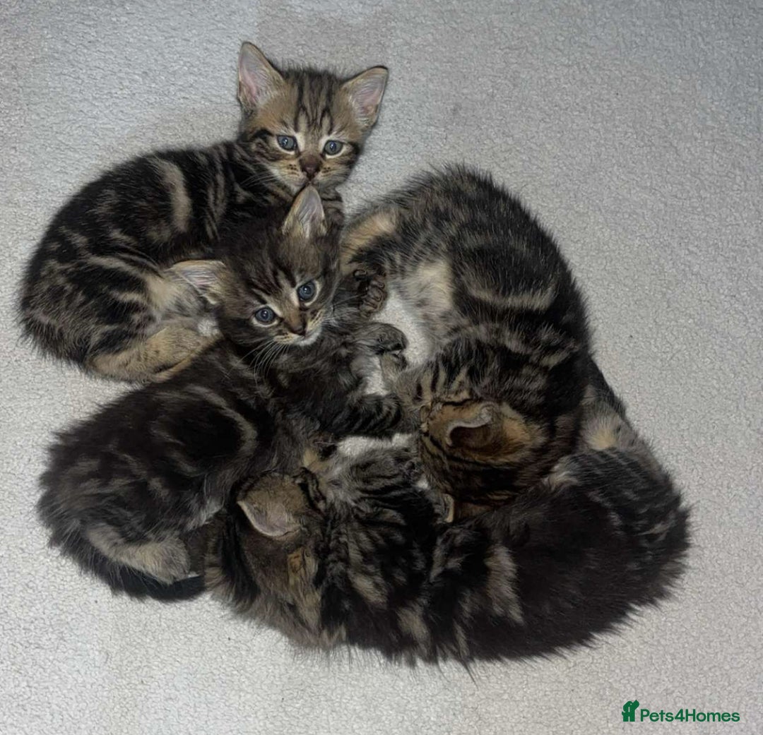 Brazilian Shorthair cats for sale: Kittens Breed From Brazilian Short Haired Mum  - Image 2