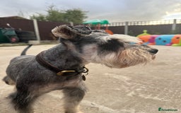 Miniature Schnauzer dogs for stud: KC MAC Pepper & Salt miniature schnauzer Stud - Image 10