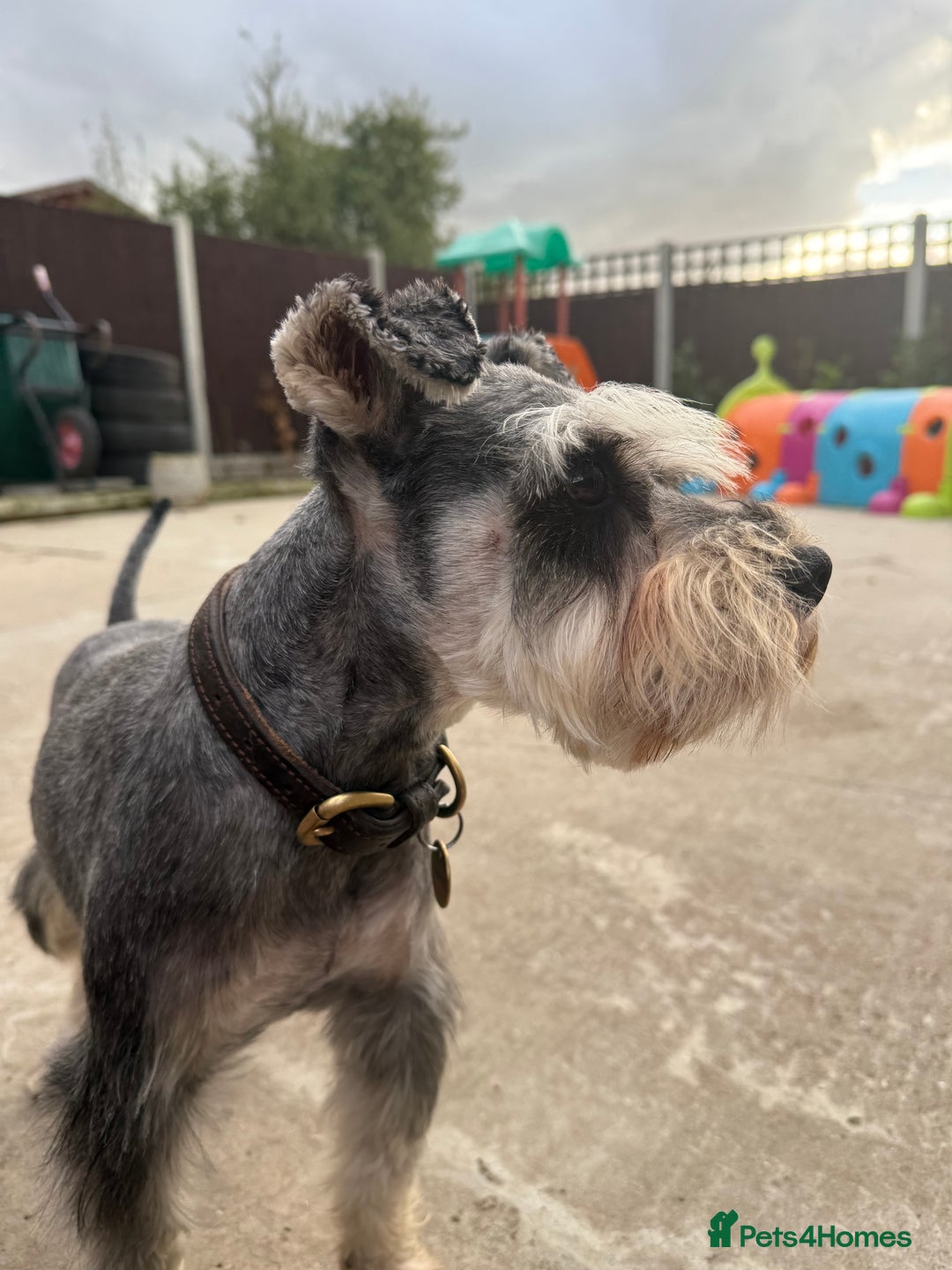 Miniature Schnauzer dogs for stud: KC MAC Pepper & Salt miniature schnauzer Stud - Image 10