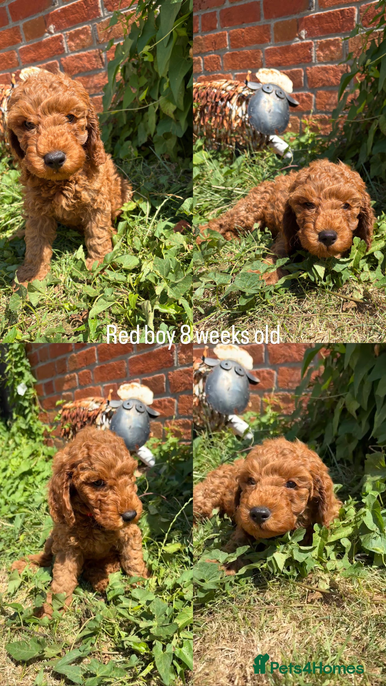 Cockapoo dogs Beautiful All Fox Red F1BB Cockapoo Puppies  - Advert 2