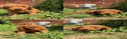 Cockapoo dogs for sale:  All puppies now rehomed 🐾🐾🐾 - Advert 15