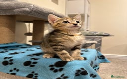 Mixed Breed cats for sale: 🌟 Beautiful Kittens 🌟 - Image 7