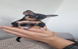 Miniature Pinscher dogs for sale: Pinscher miniatures  - Image 8