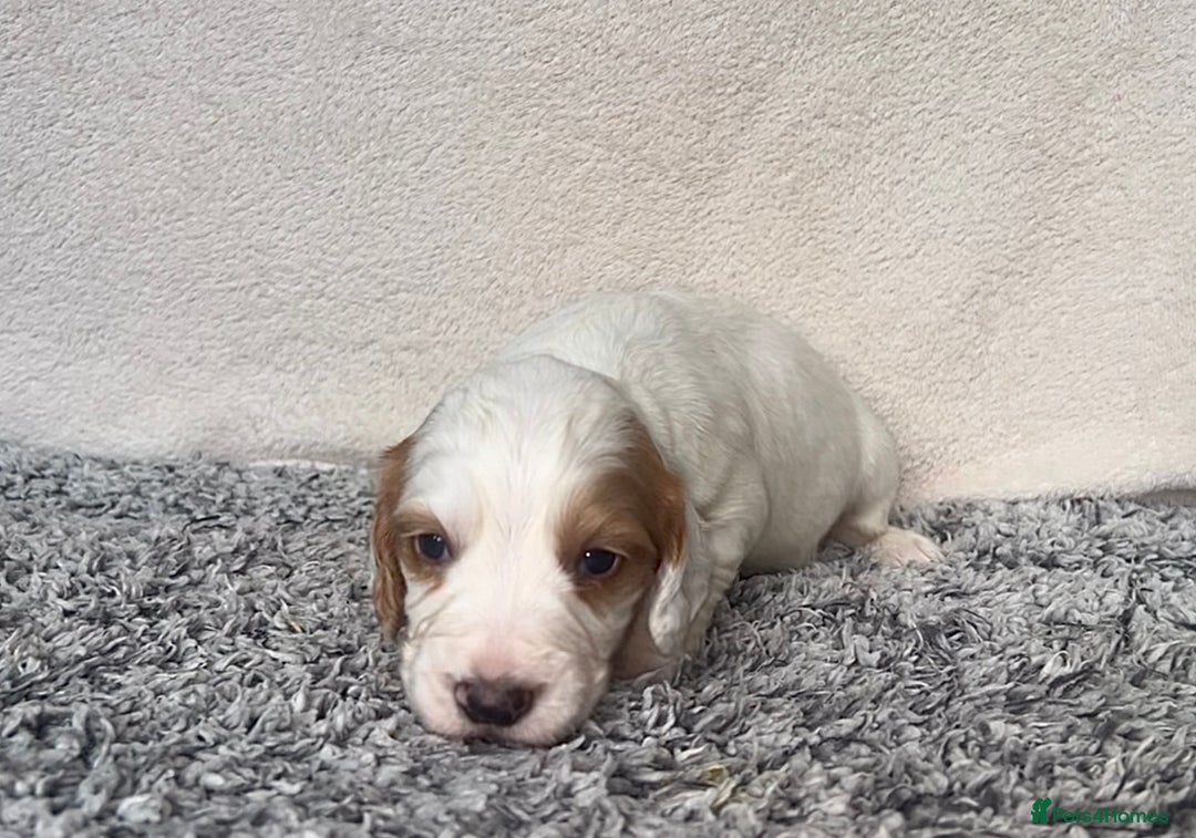 Cocker Spaniel dogs for sale: ✨Beautiful Cocker Spaniel Puppies✨ - Advert 13
