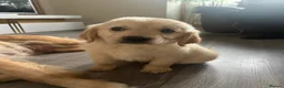 Golden Retriever dogs for sale: READY NOW Beautiful cream Golden Retriever Puppies in Milton Keynes - Advert 12