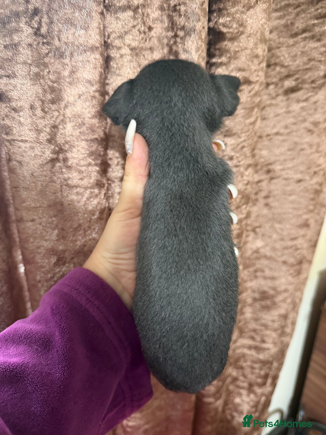 Chihuahua dogs for sale: Chihuahua pups - Advert 22