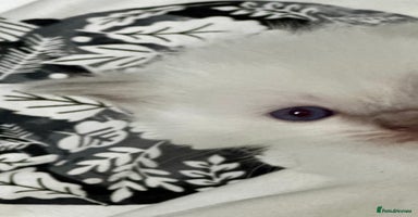 Ragdoll cats - Advert 9