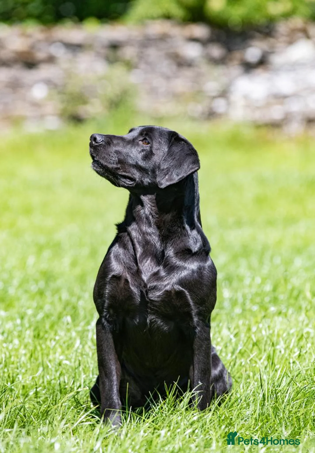 Labrador Retriever dogs for stud: 0/0 HIP & ELBOWS FULLY HEALTH TESTED BLACK STUD in Malton - Advert 10
